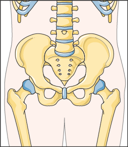 Anatomical illustration of the pelvis viewed from the front, showing the pelvic ring, the base of the spine, a hip socket on each side and the upper end of each thigh bone